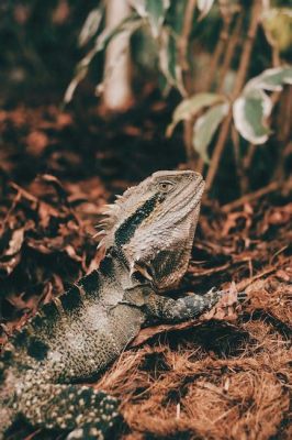 Do Bearded Dragons Like Music? An Examination of Reptilian Response to Rhythm and Harmony